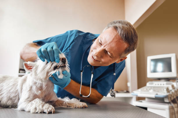 Best Emergency Dental Filling Replacement  in Walterboro, SC